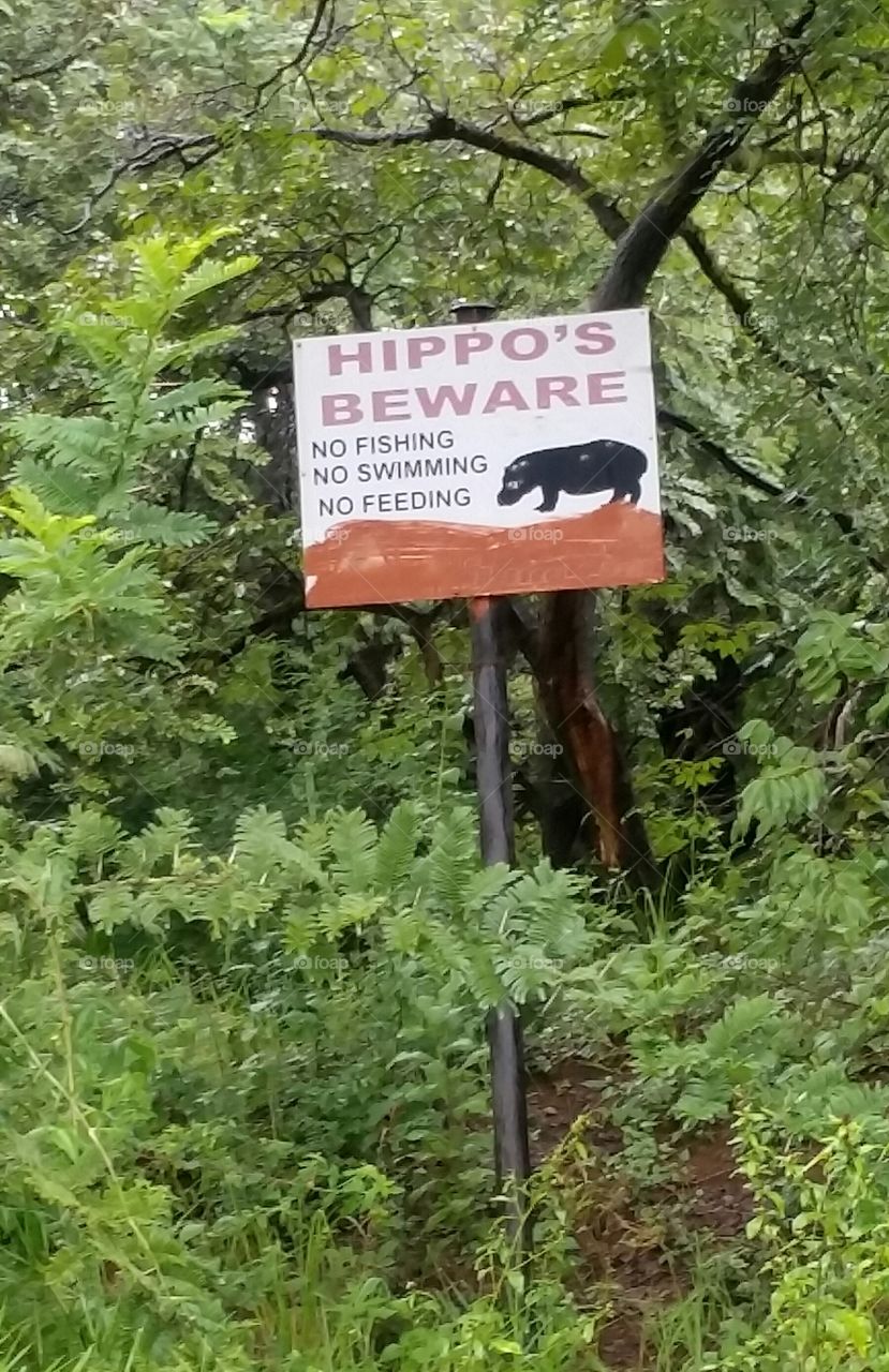 Beware of Hippo's...