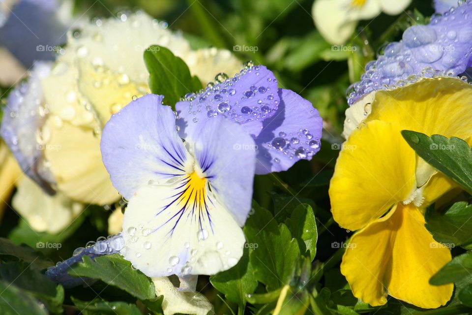 Dew Drops. Capturing the delicate little dew drops on the petals of a Pansy.