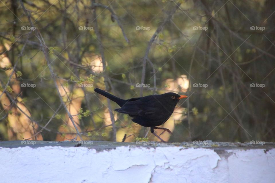 Close-up of a blackbird running on a white wall