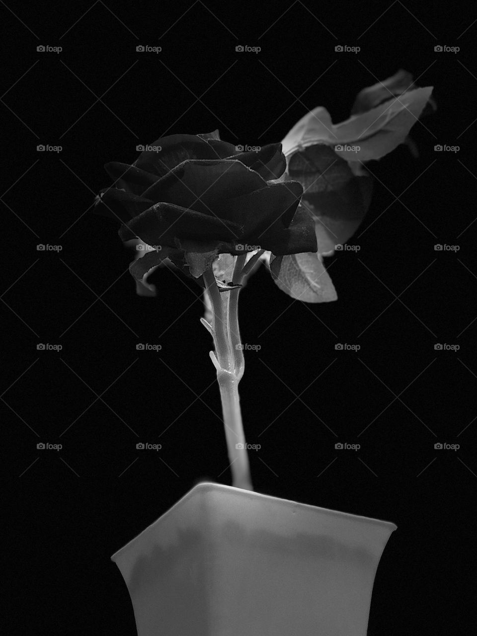 Black flower