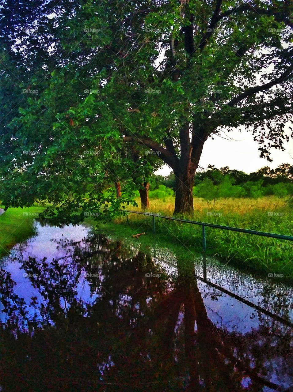 tree of reflection 