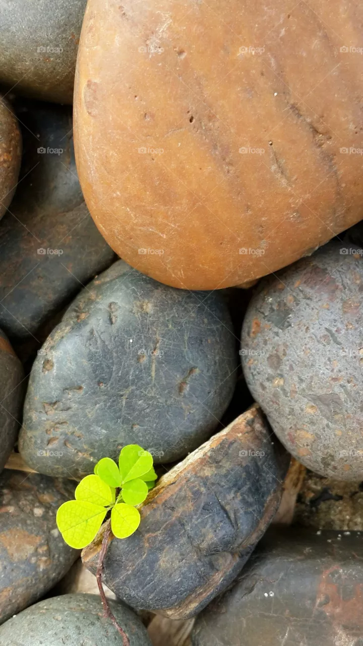 rocks