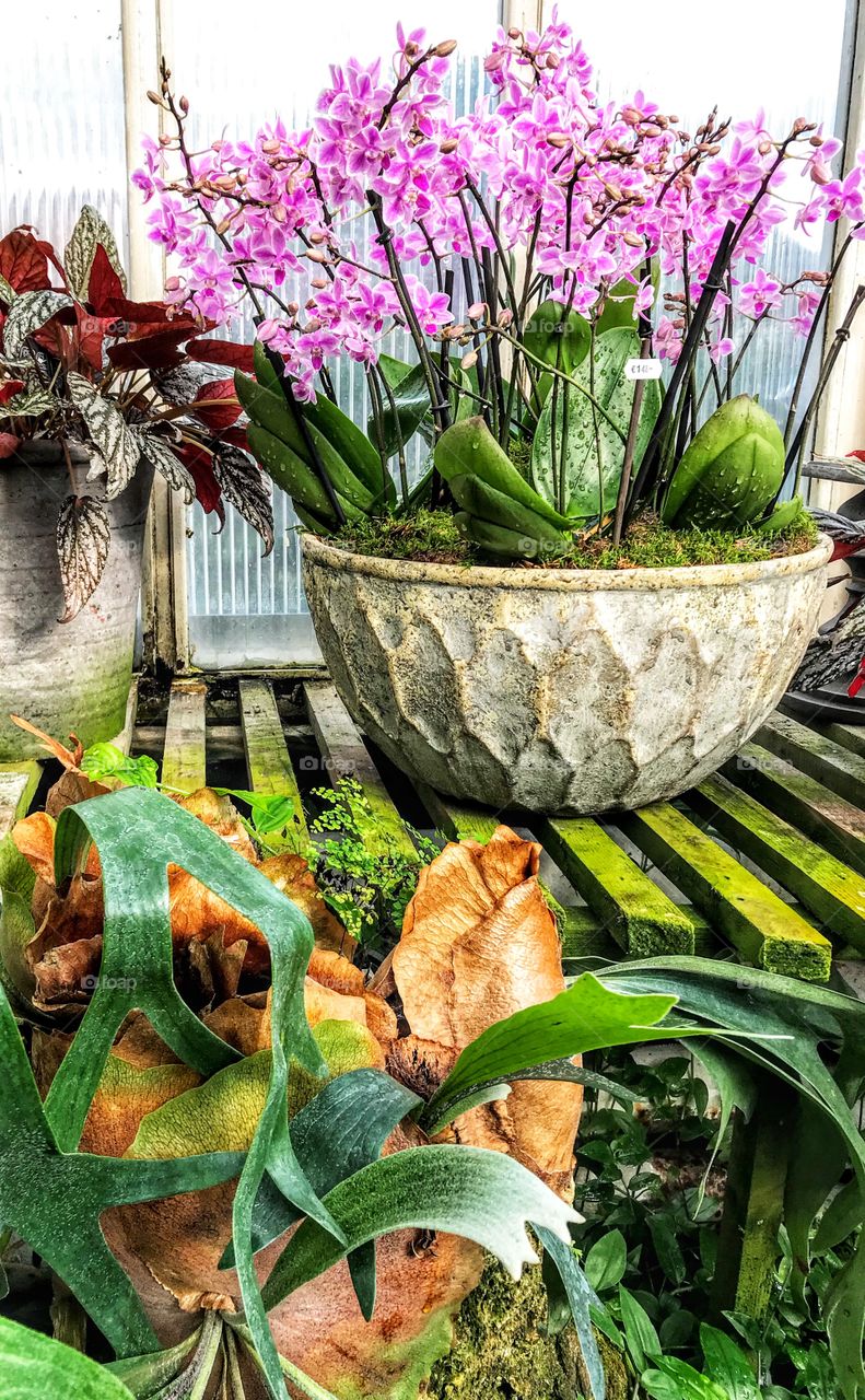 Beautiful orchid arrangement