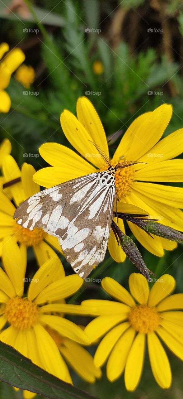 butterfly with horns