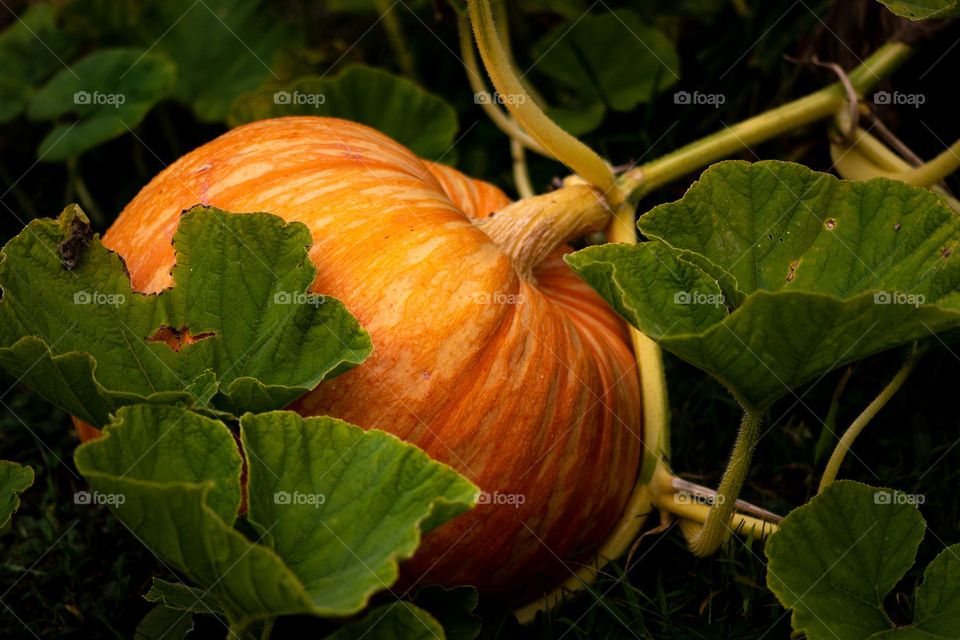 Last year we decided to push sustainable living. We installed elevated garden beds! So happy about our pumpkins! So good! 