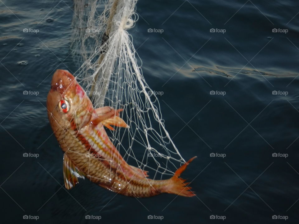 Pesce triglia. Triglia appena pescata nelle reti, con i suoi magnifici colori, una meraviglia della natura.
