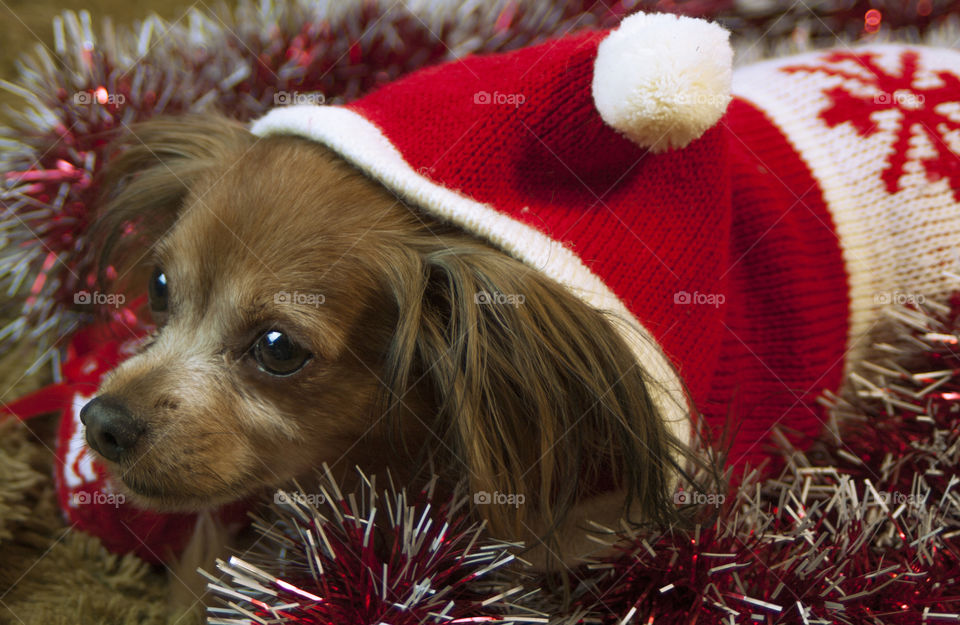 dog in a Christmas hat