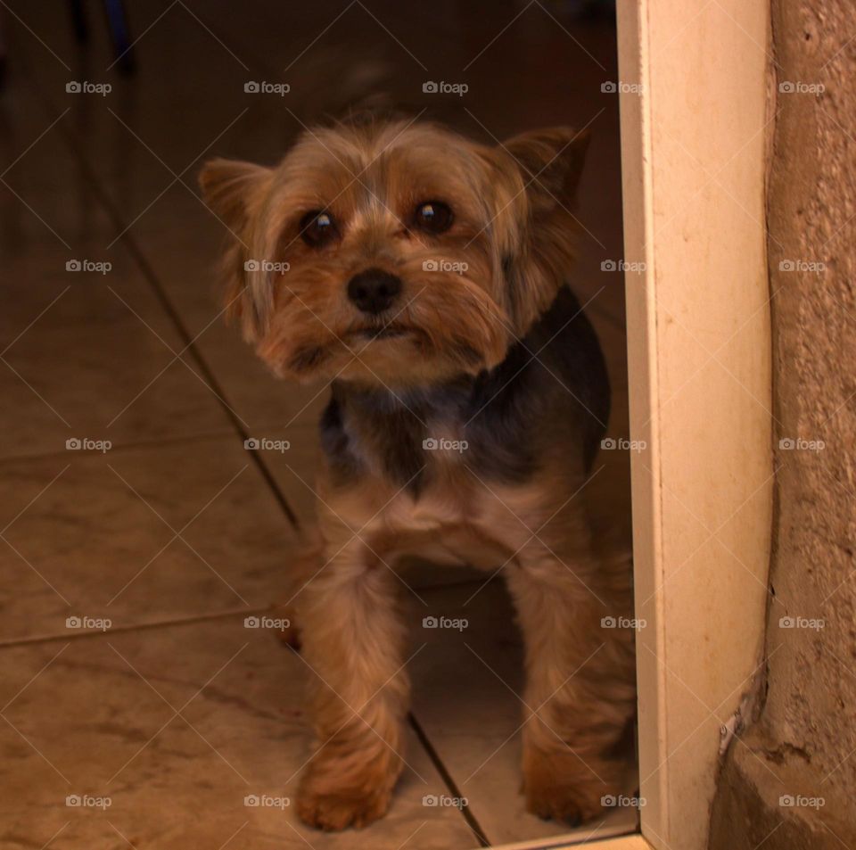 This cute Yorkshire is as playfull as it seems.