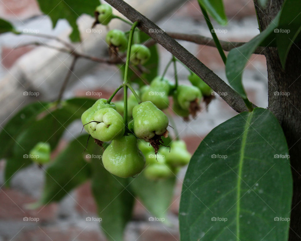 A bunch of delicious water apple
Theme:- Terrace Garden