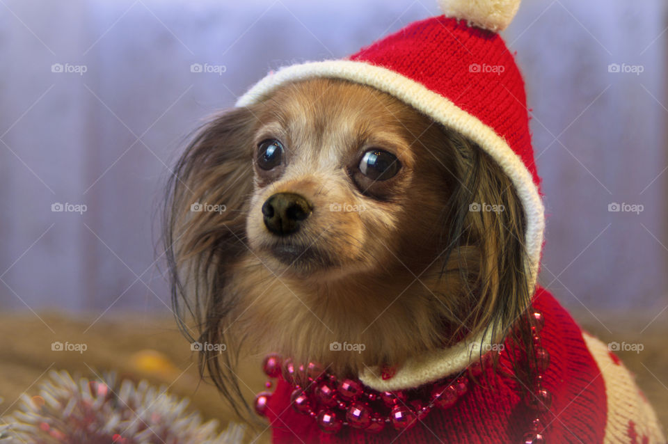 dog in a Christmas hat