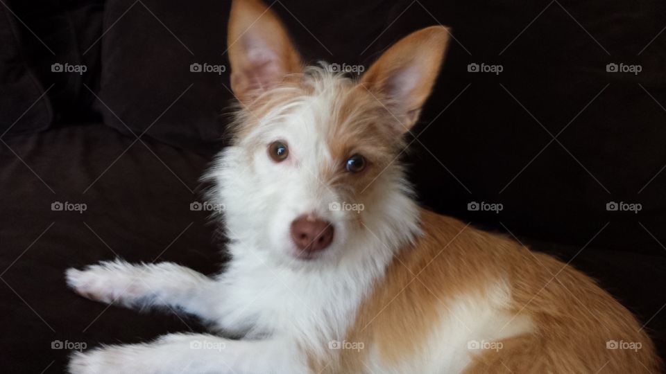 terrier posing. jack russell mix