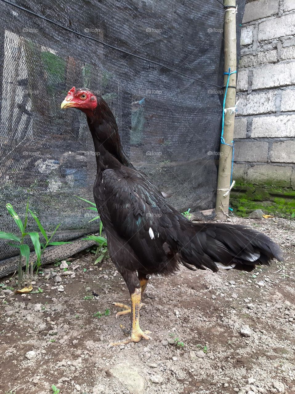 the hen's eyes are scary