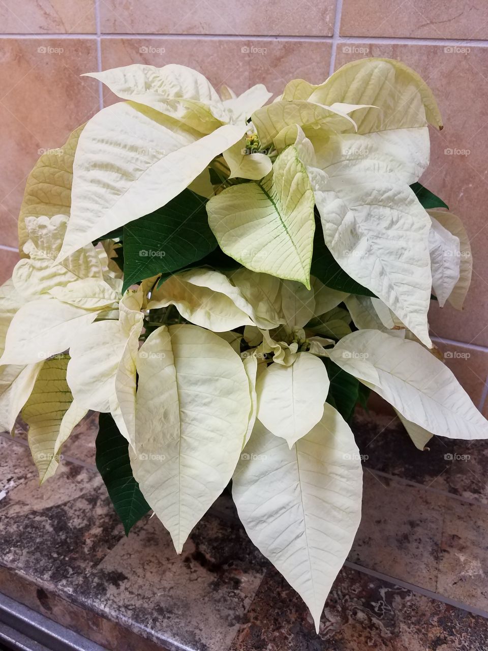 white poinsettia