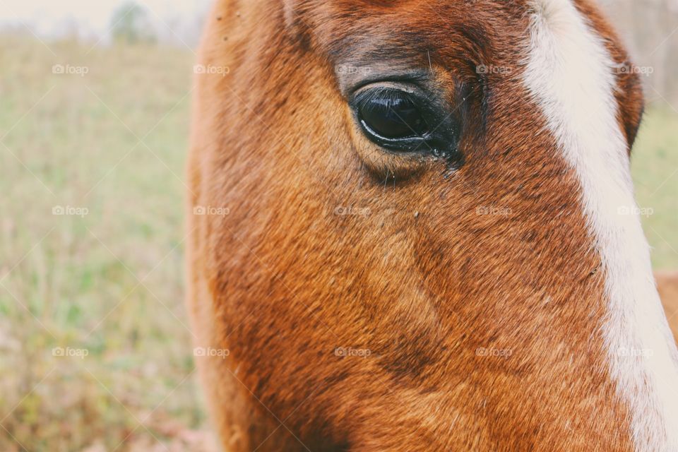 Horse Profile
