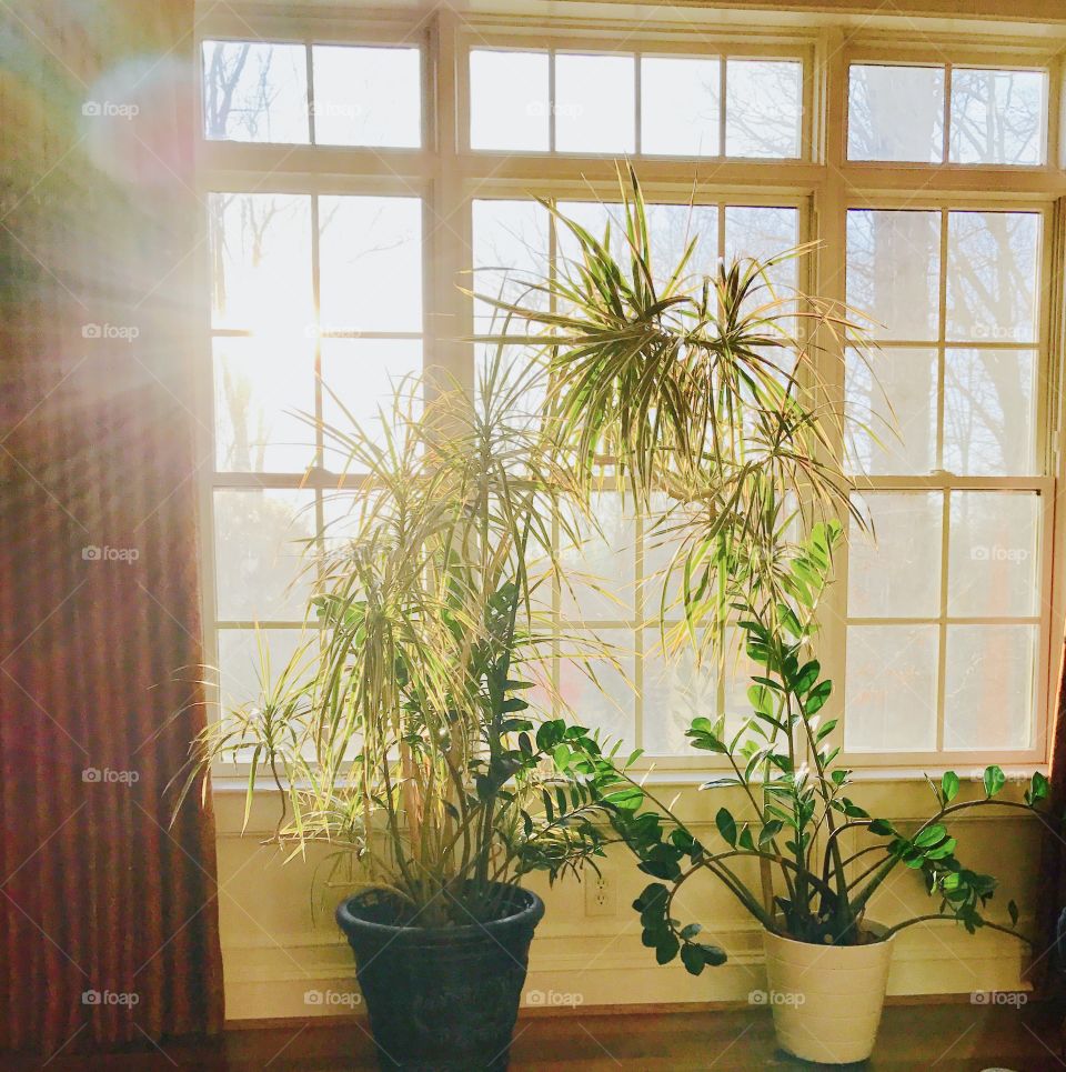 Houseplant by window