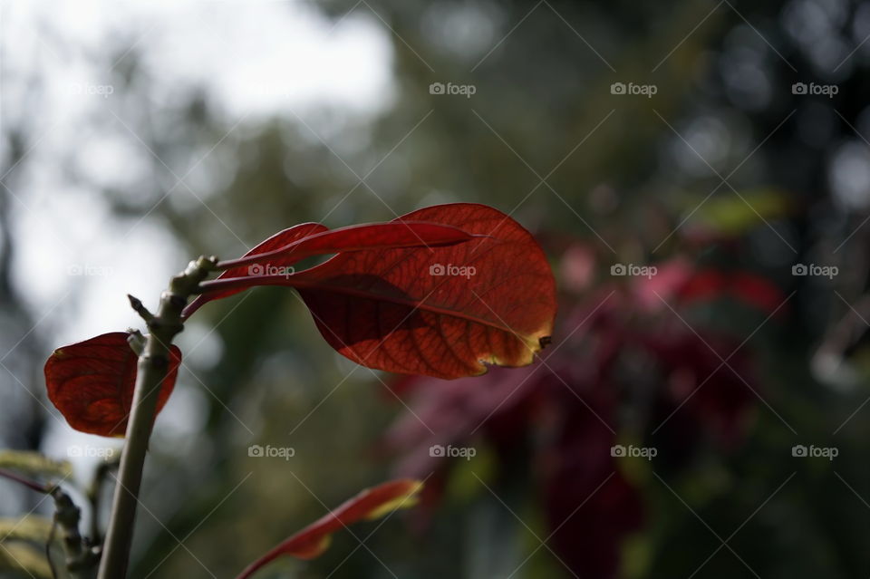red flower leaf