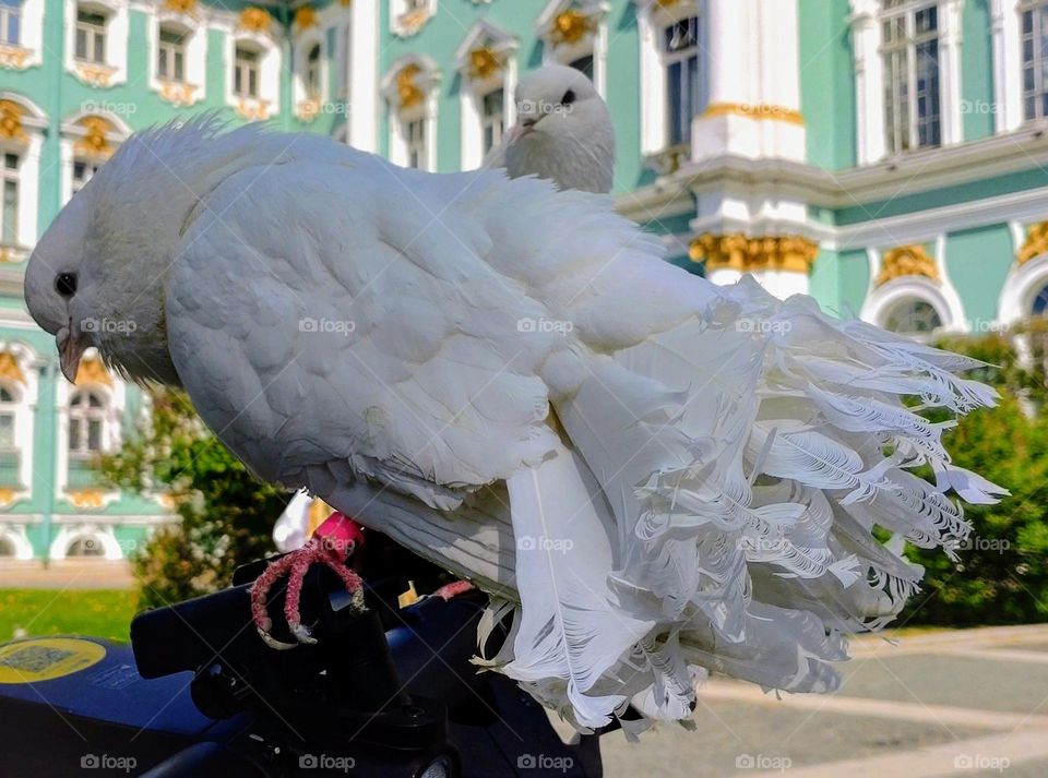 Birds 🕊️ Building 🕊️ City 🕊️