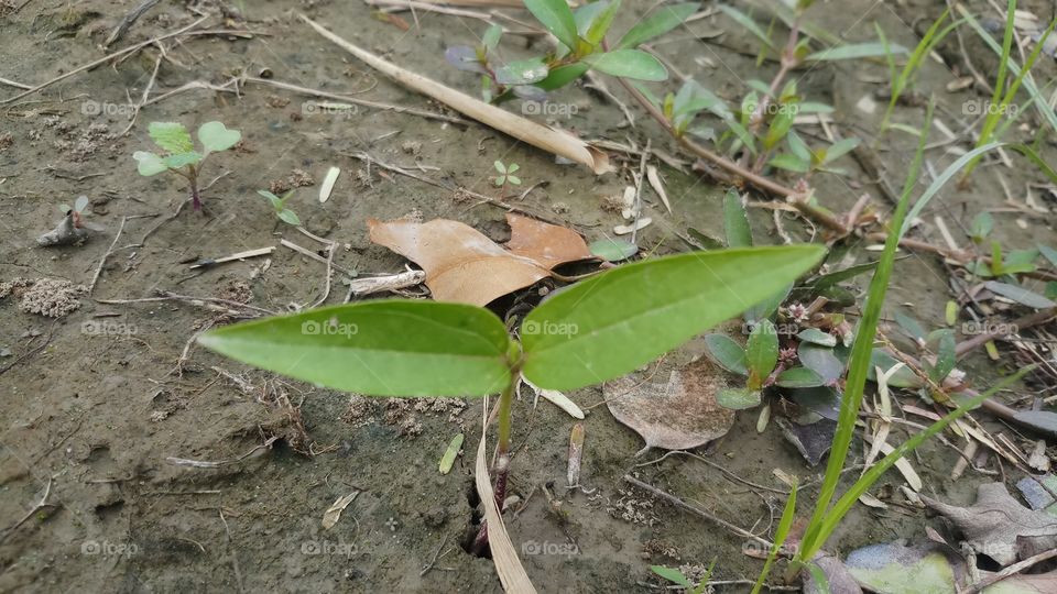 New plant is growing in Spring time.