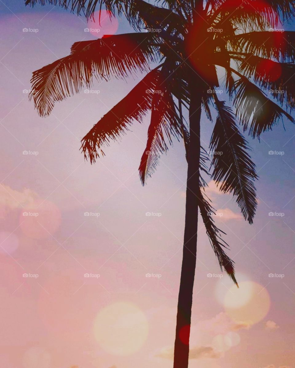 Palm tree Mozambique