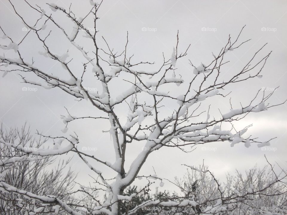 TREE SNOW COVERED