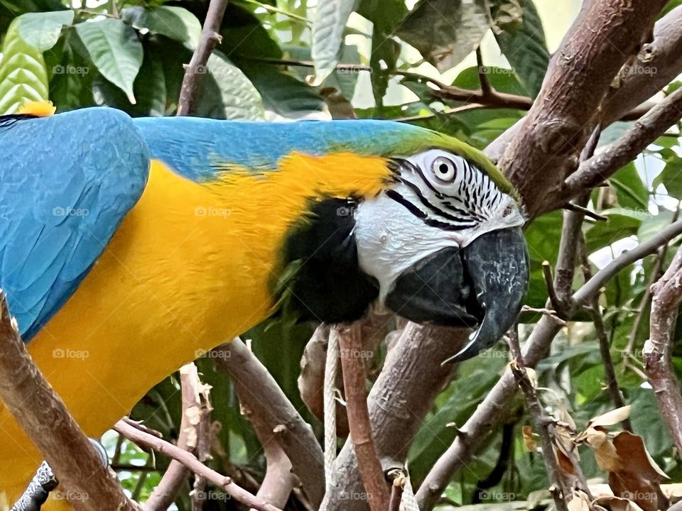 Blue and yellow macaw