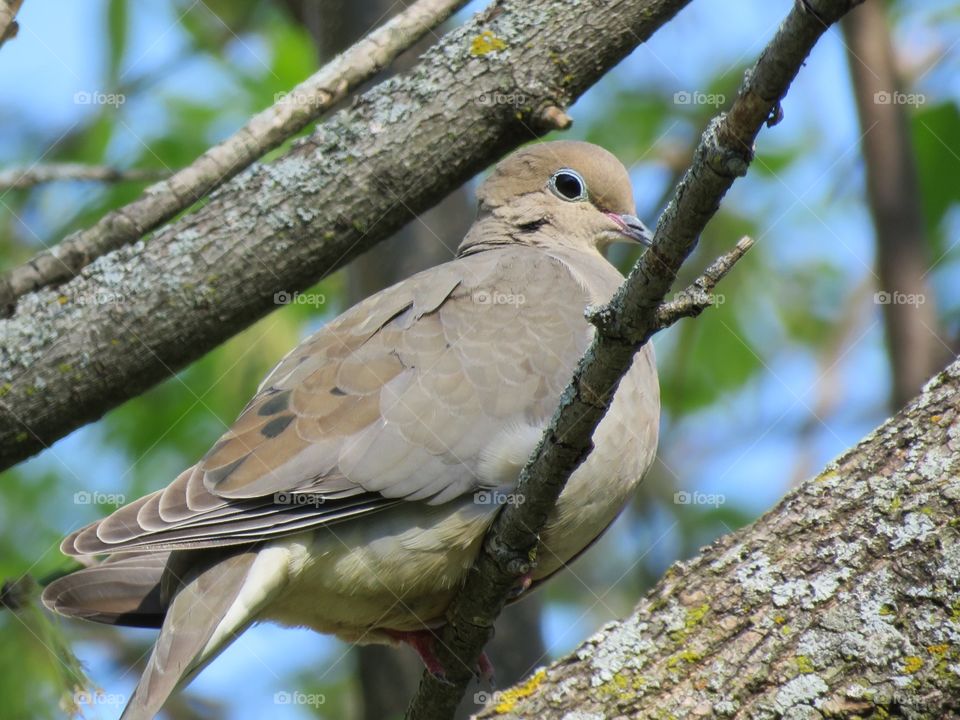 A Mourning Dove perches in a tree.