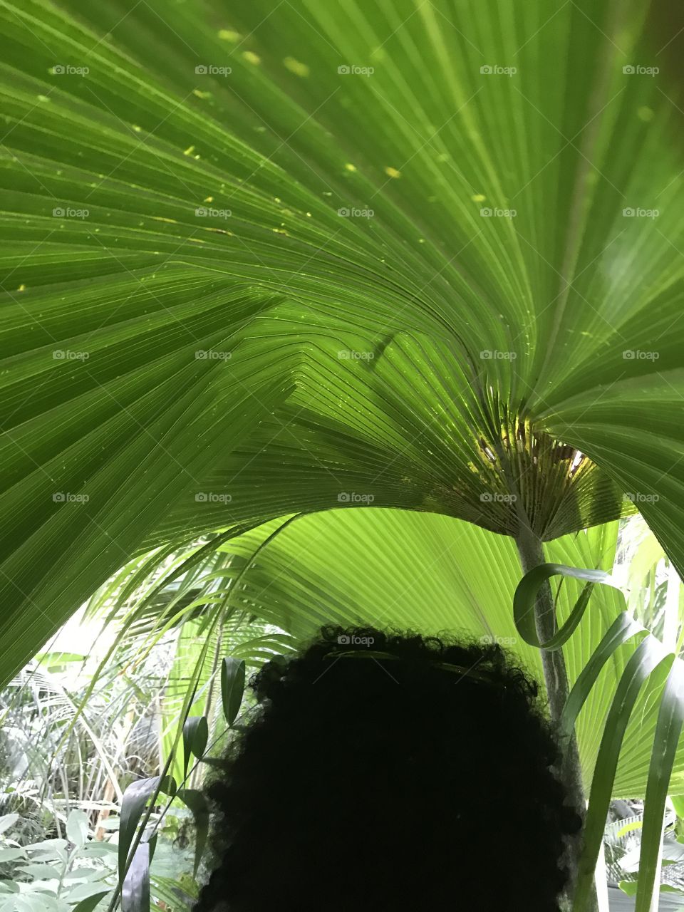 Standing underneath a large tropical leaf in a greenhouse