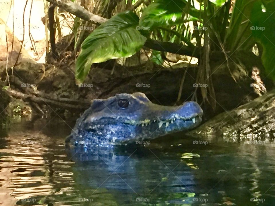 Crocodile at the Baltimore Aquarium in Maryland