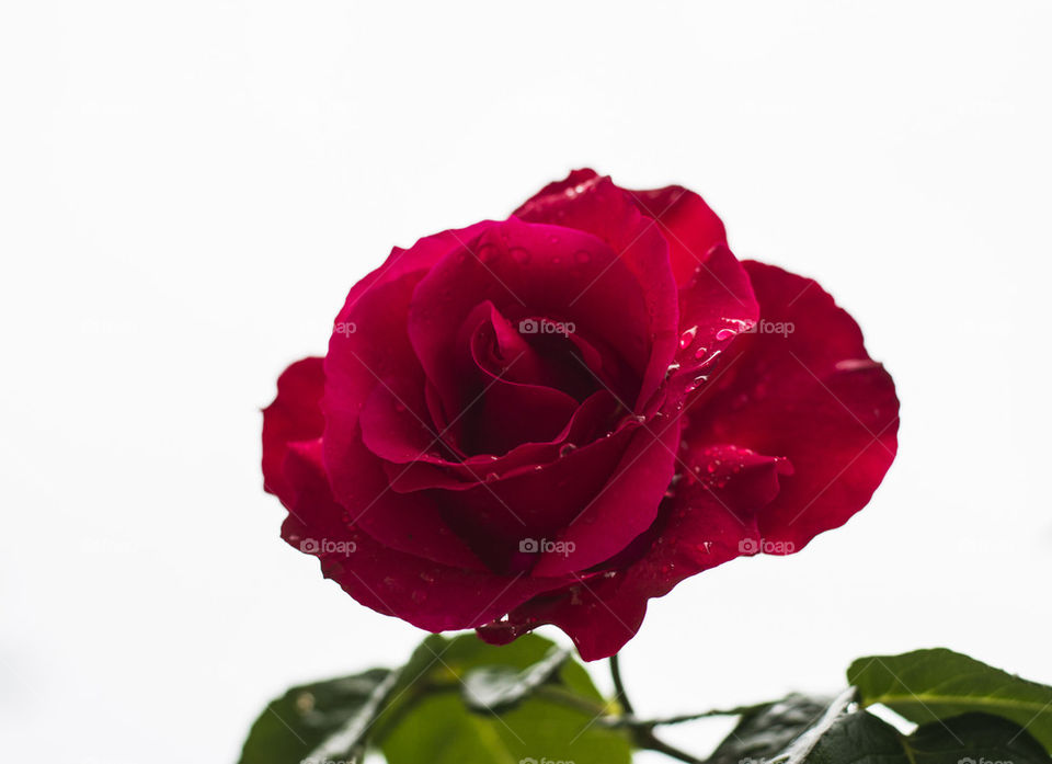 red rose on rain