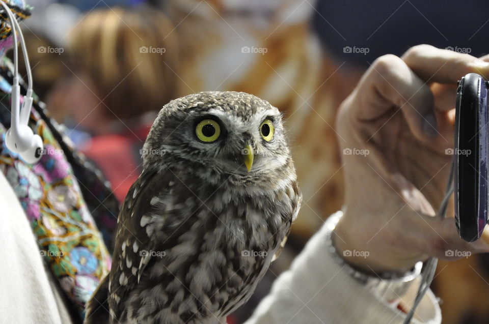 Little tame owl looks around