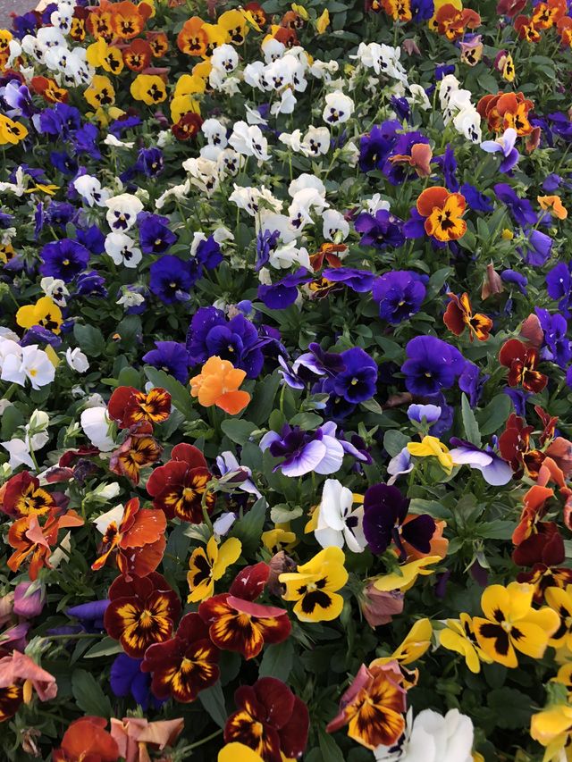 Pansies 