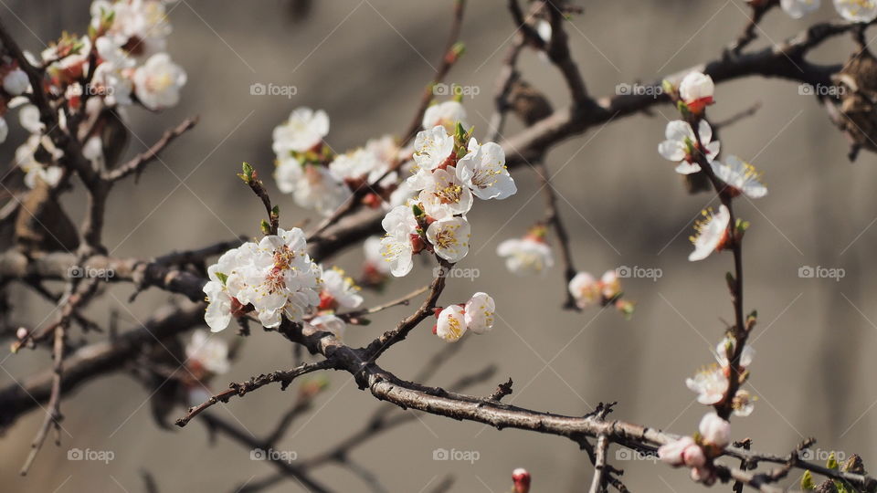 Flower, Branch, Apple, Cherry, Tree