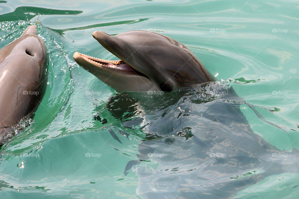 Water, Swimming, Dolphin, No Person, Underwater