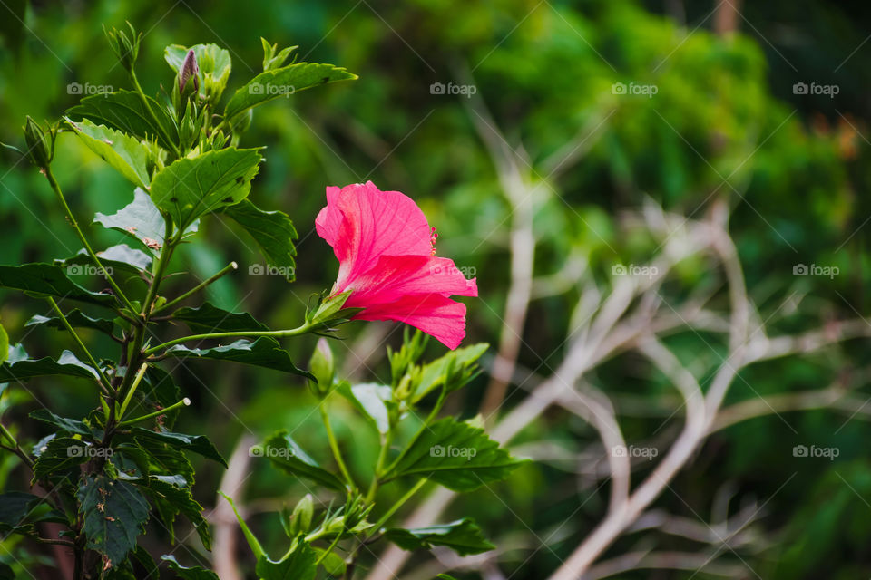 A lonely pink hibiscus flower