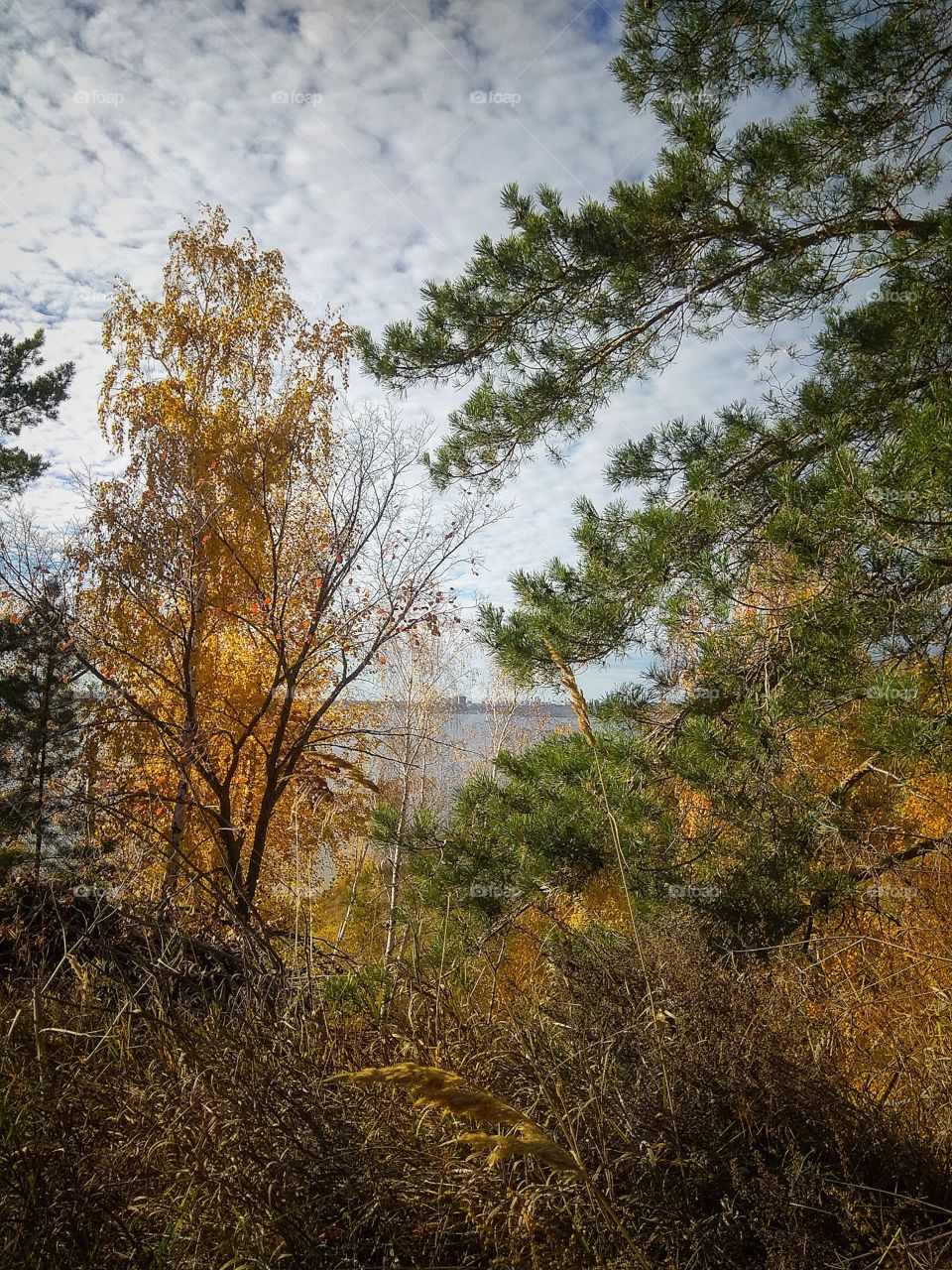 Thickets, bushes and trees covered with yellowing leaves against the background of the Volga River (Russia) and the city of Ulyanovsk and its buildings located on the opposite bank of the river, under a cloudy blue sky on an autumn sunny day