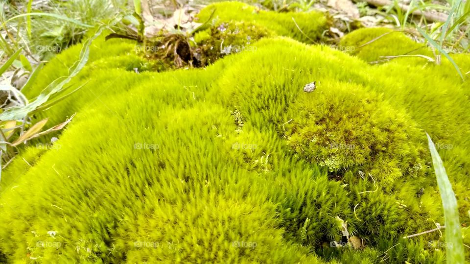 moss