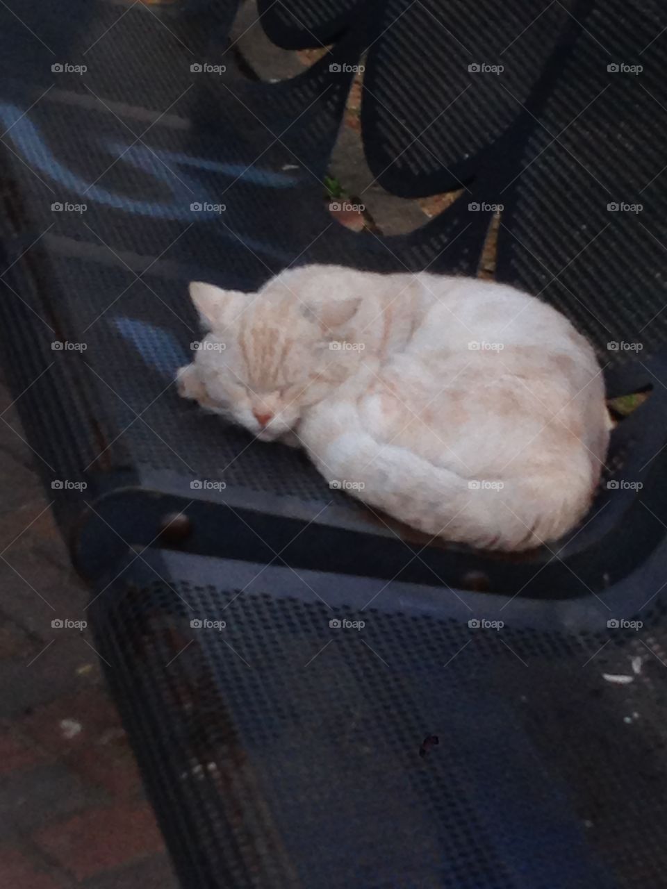 Sleeping cat 🐱 