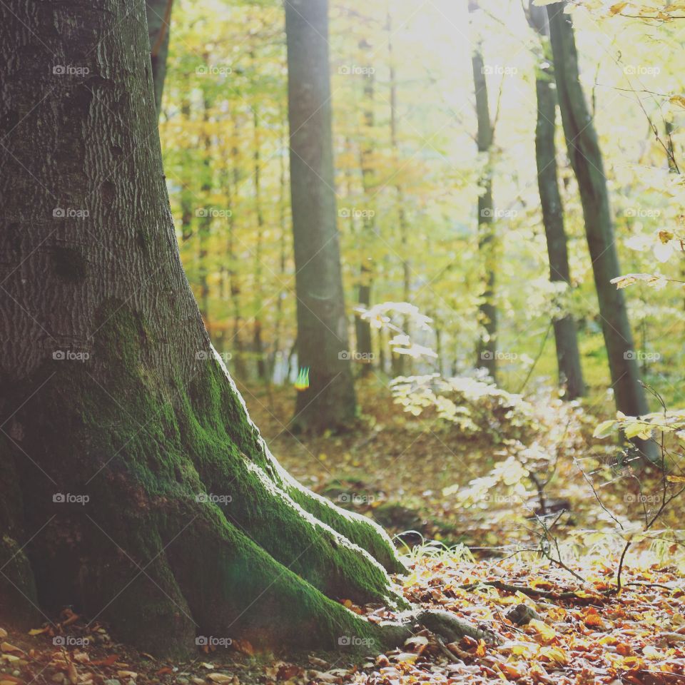 Backlit in the mossy forest