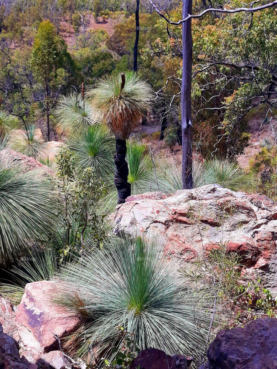 Favourite place for a walk. Beautiful bushland in coonabarrabran NSW Australia