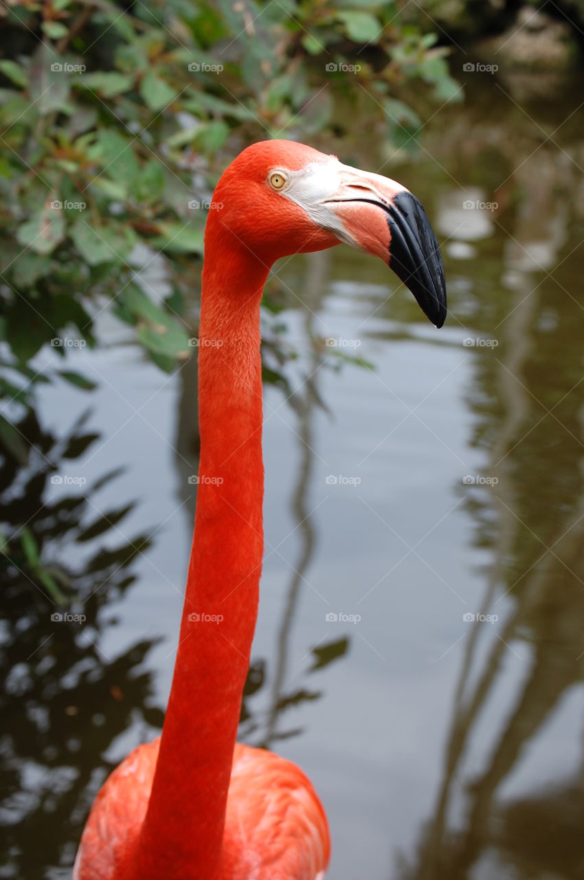 flamingo