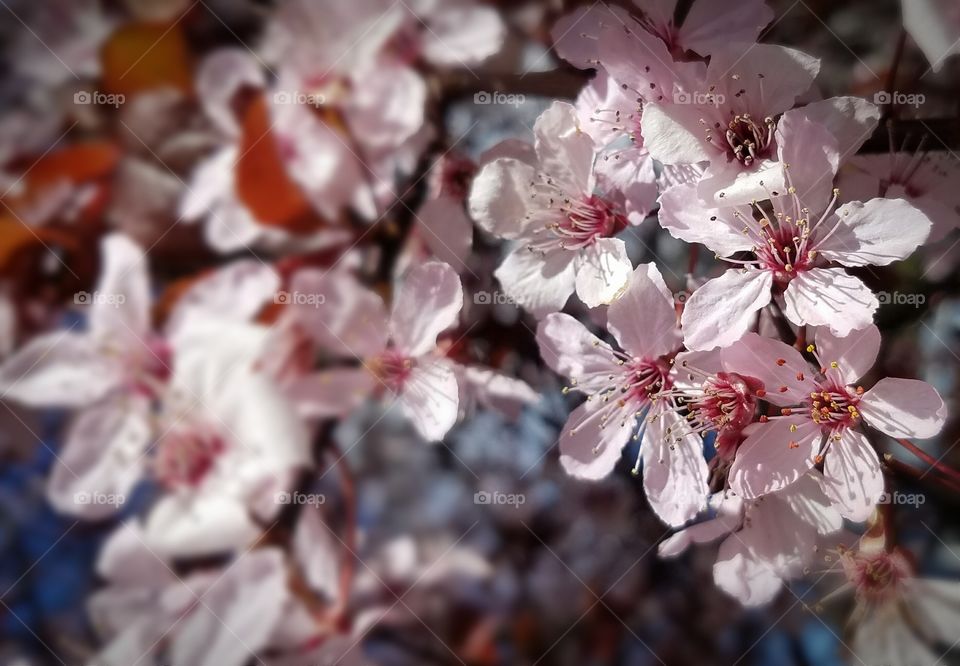 Spring Blossoms