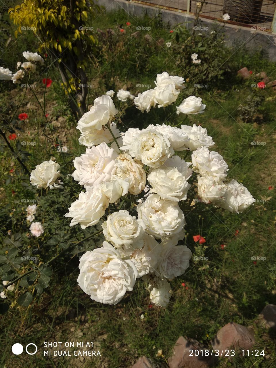 30 roses on one stem