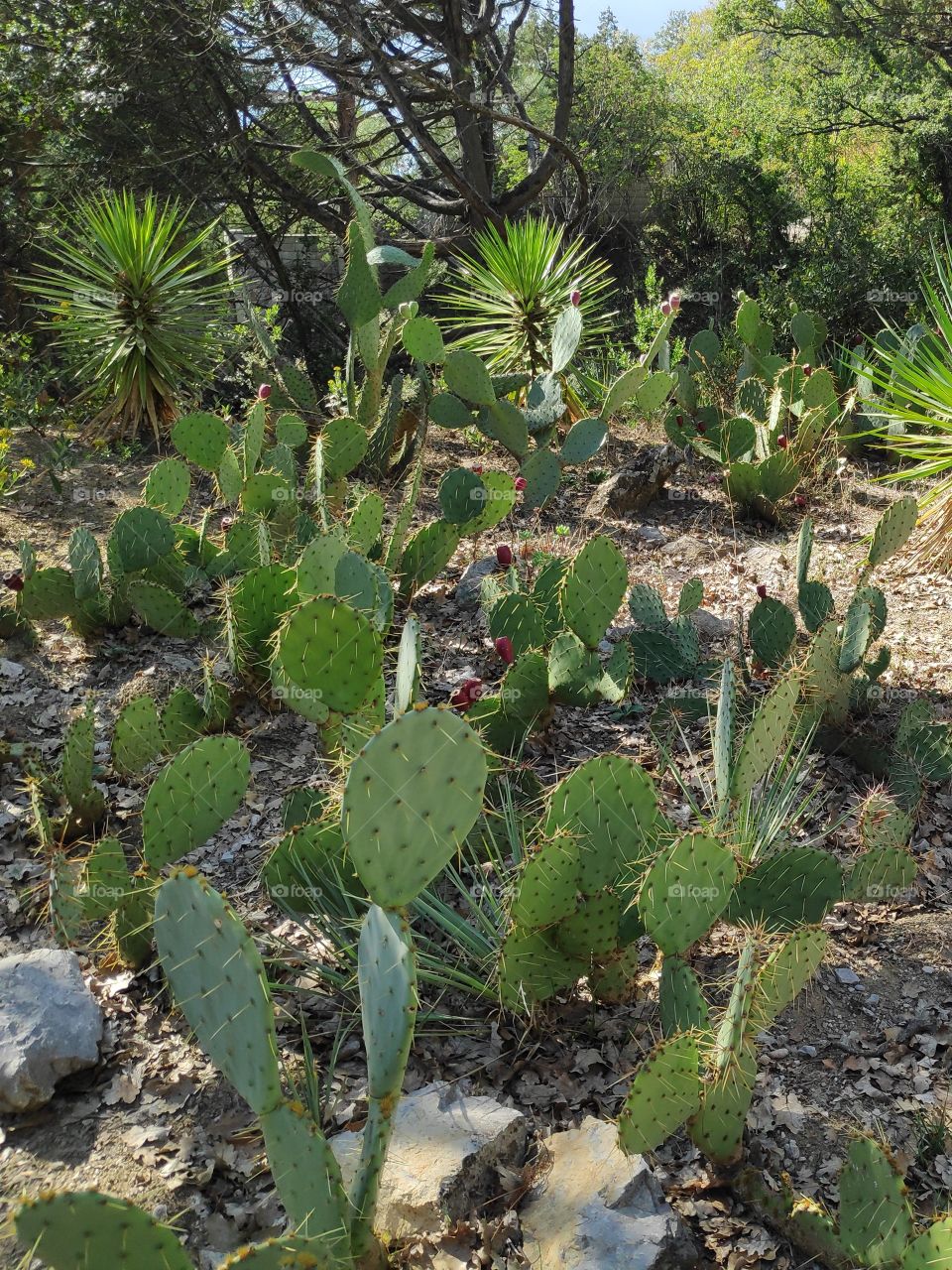 опасная тропинка