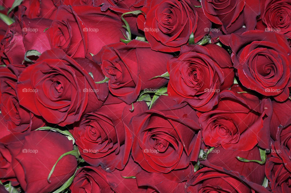 flowers plants red roses by robinmc4