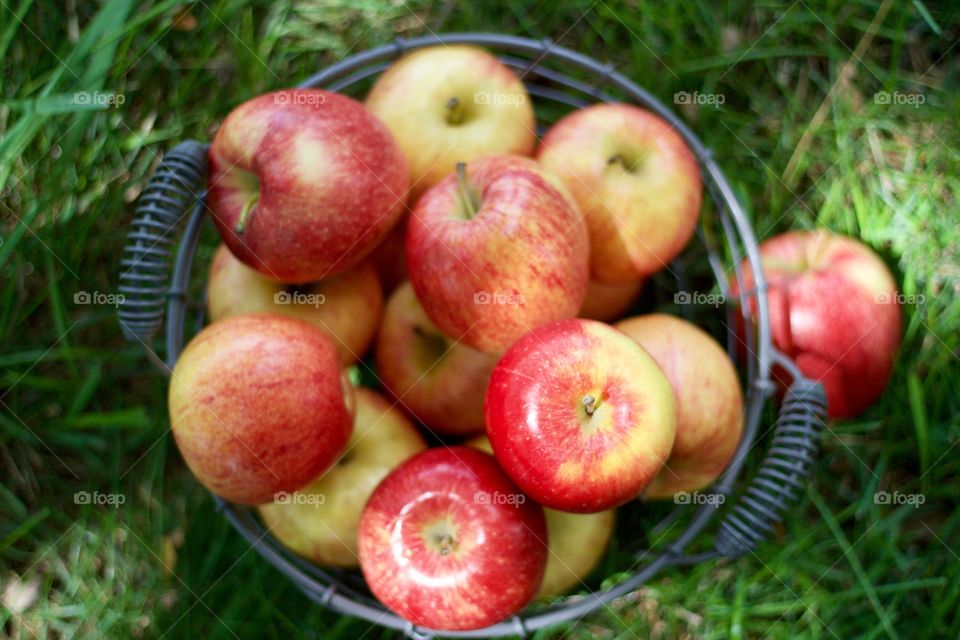 Fruits! - Apples in a wire basket on the grass