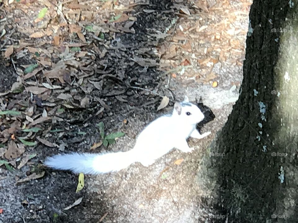 Light on the Light One