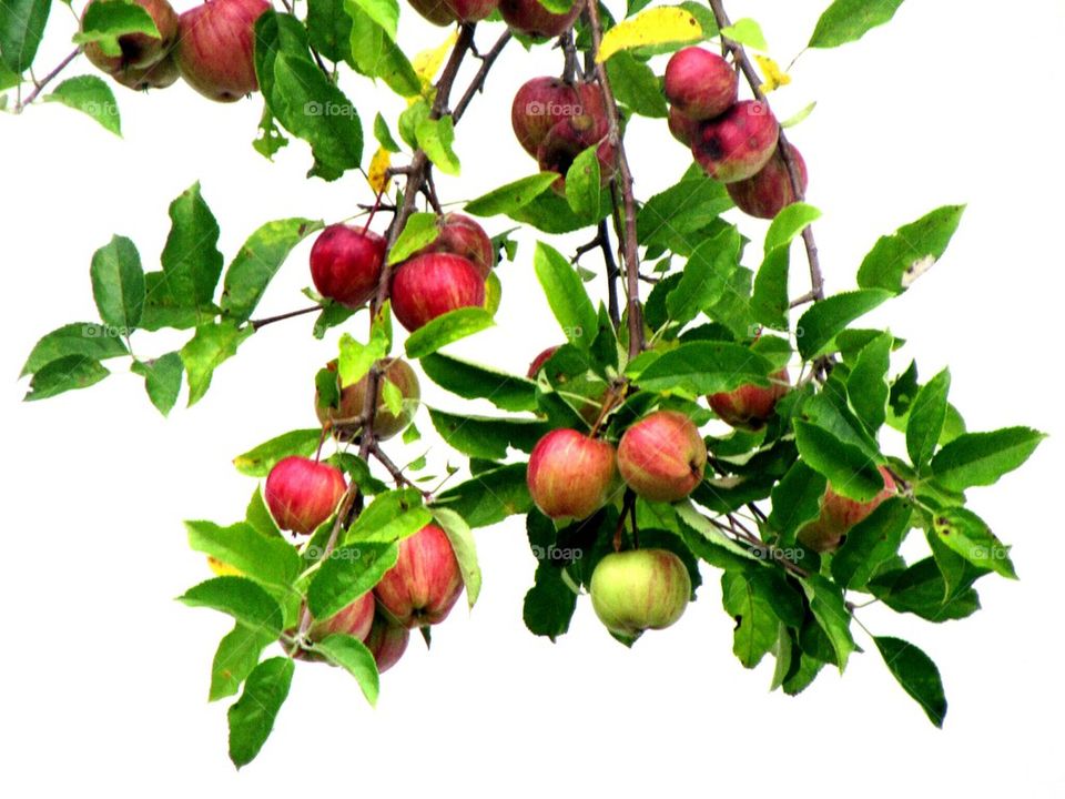 Apple tree