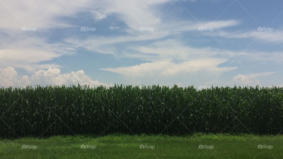Corn