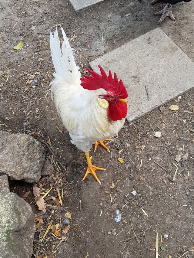 a rooster running free at the educational farm