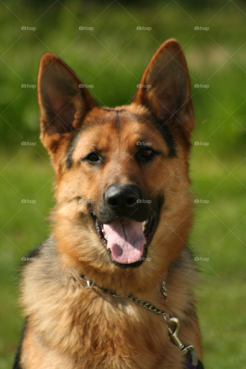 gsd portrait